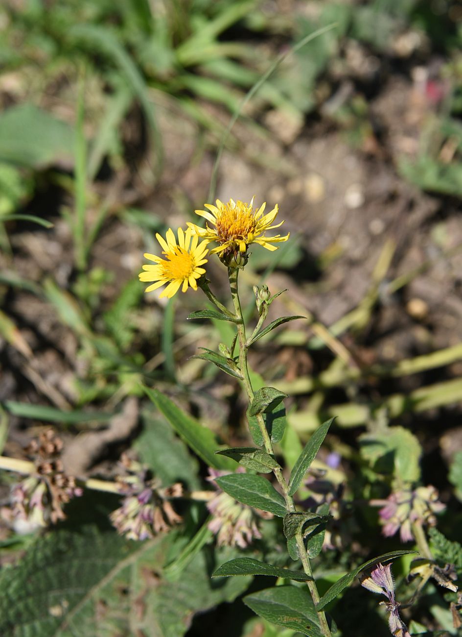 Image of Inula aspera specimen.