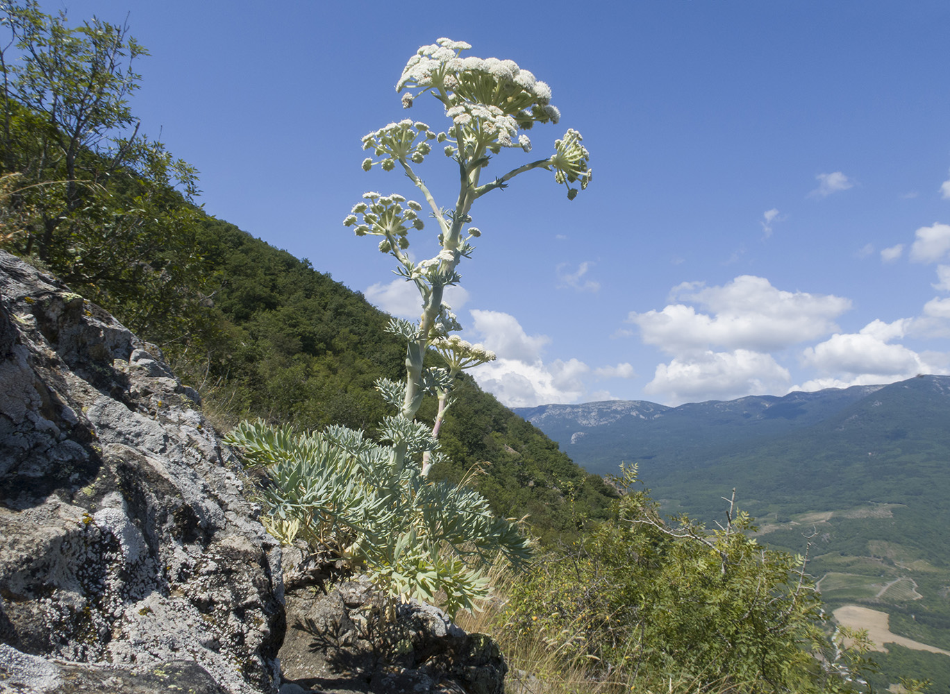 Image of Seseli gummiferum specimen.