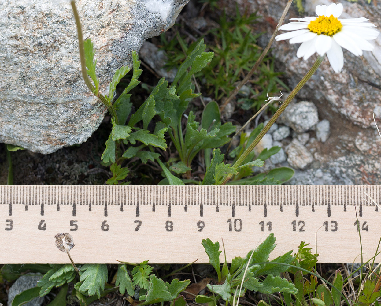 Image of Anthemis saportana specimen.