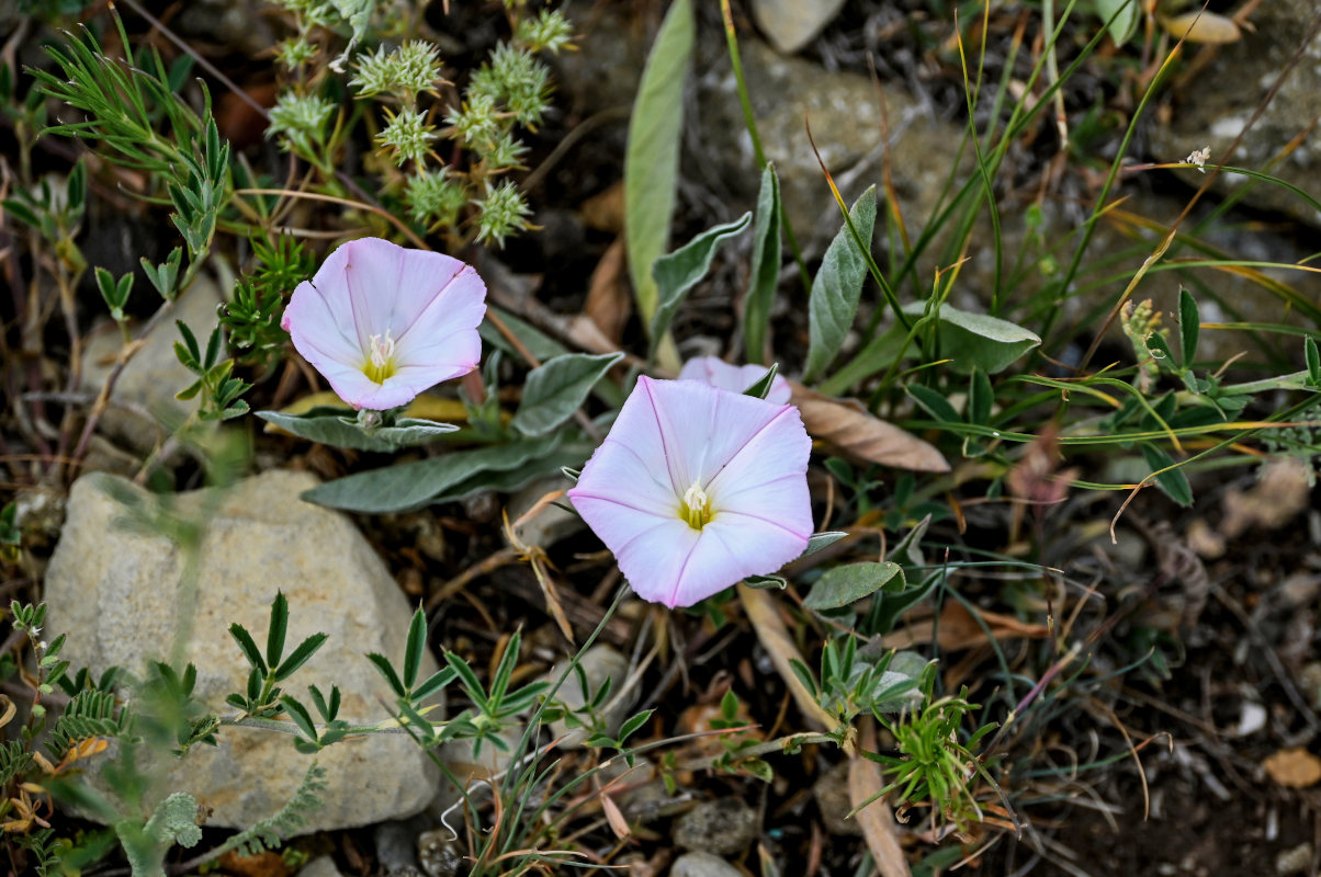 Image of Convolvulus lineatus specimen.