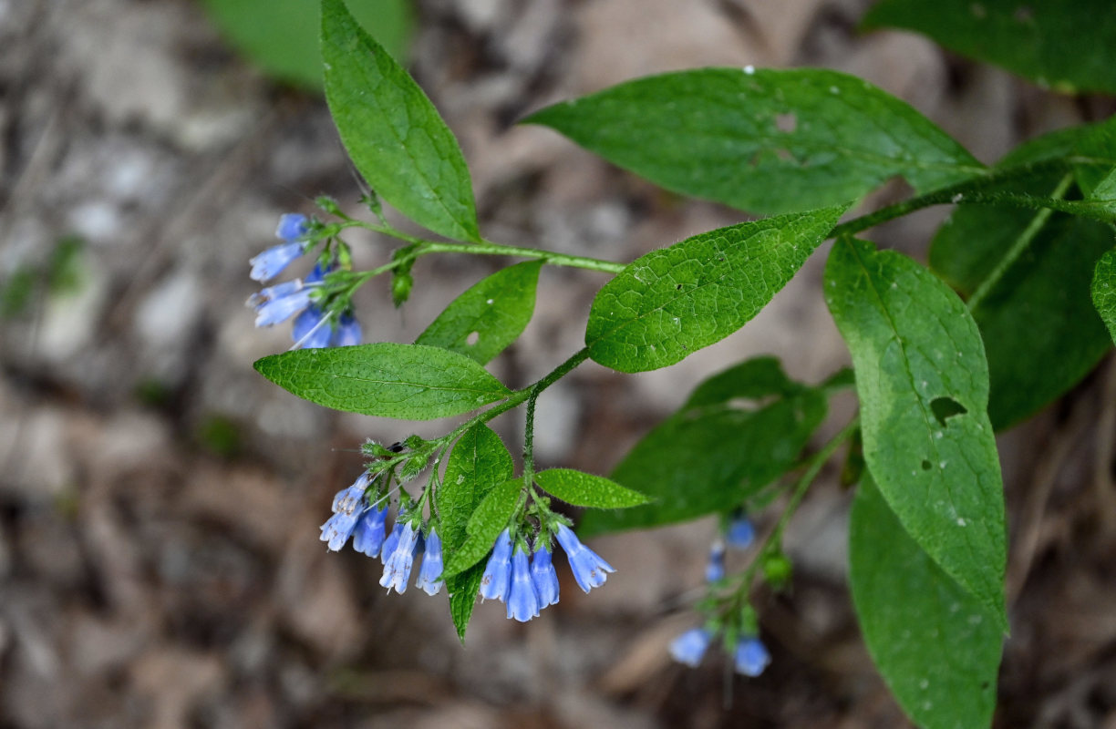 Изображение особи Symphytum asperum.