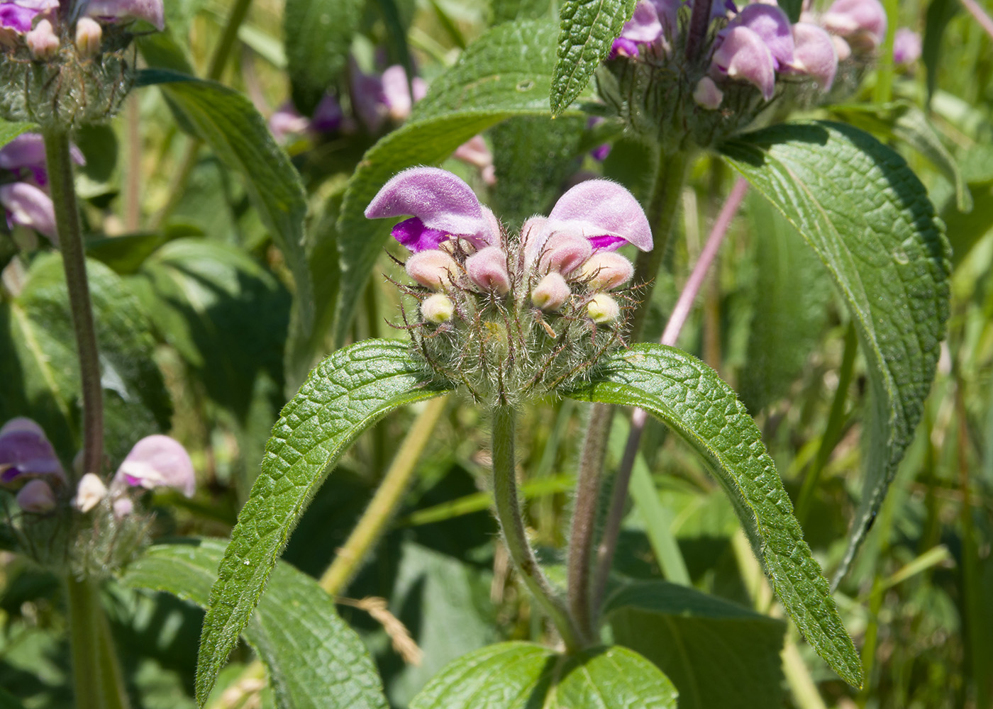 Изображение особи Phlomis taurica.