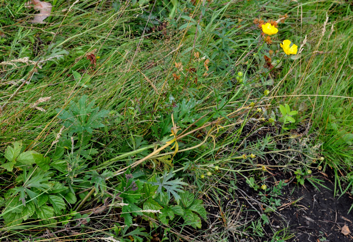 Изображение особи Ranunculus acris.