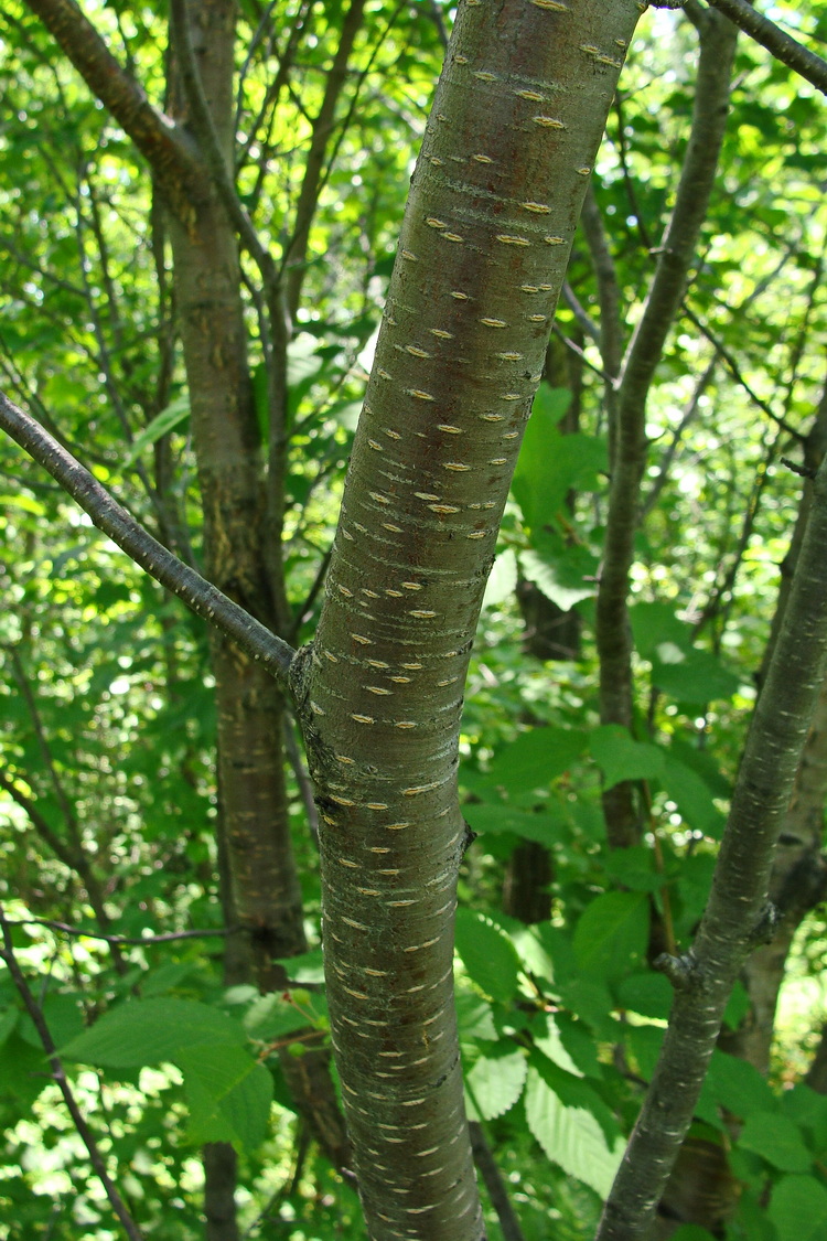 Image of Cerasus maximowiczii specimen.