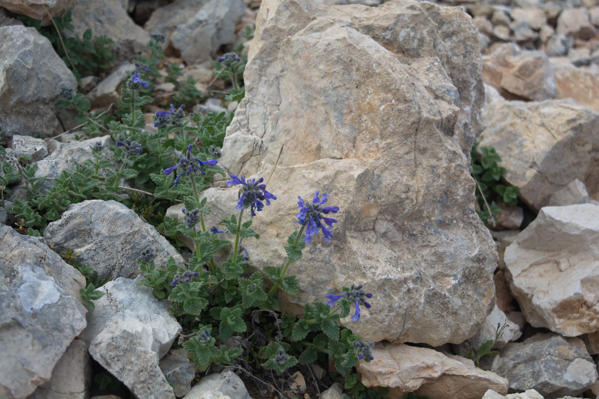 Изображение особи Nepeta supina.