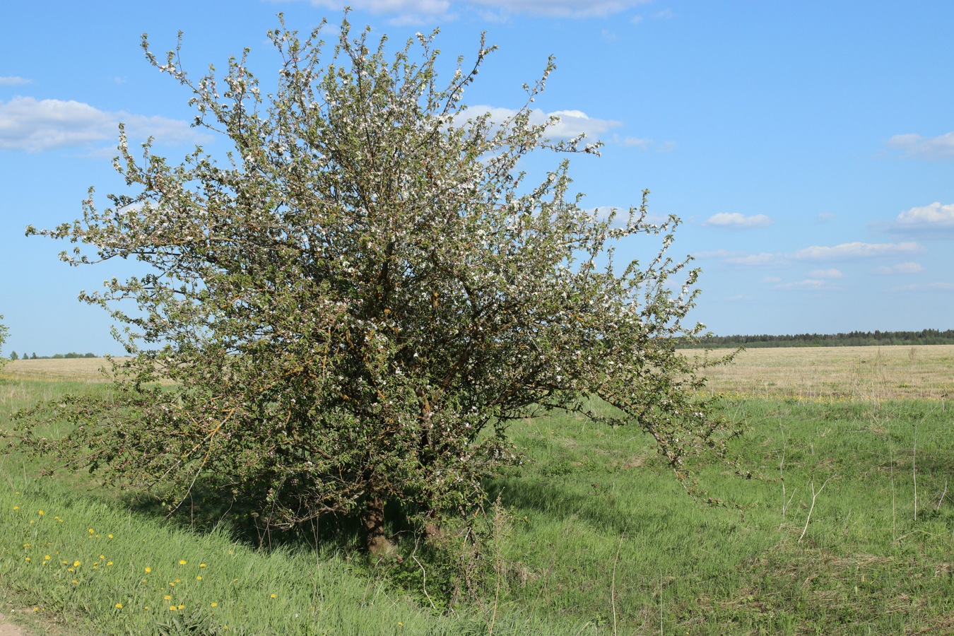 Изображение особи Malus domestica.