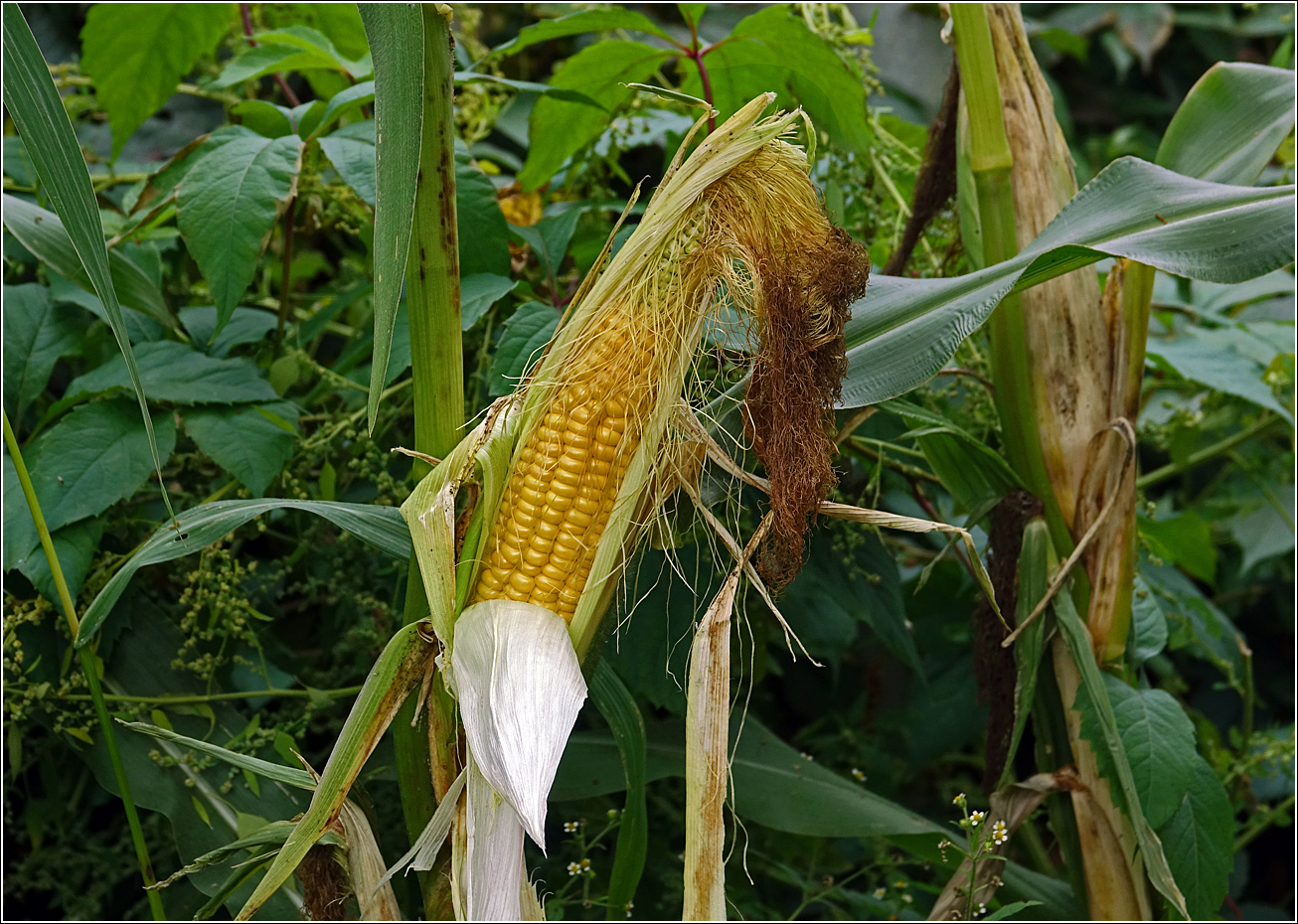 Image of Zea mays specimen.