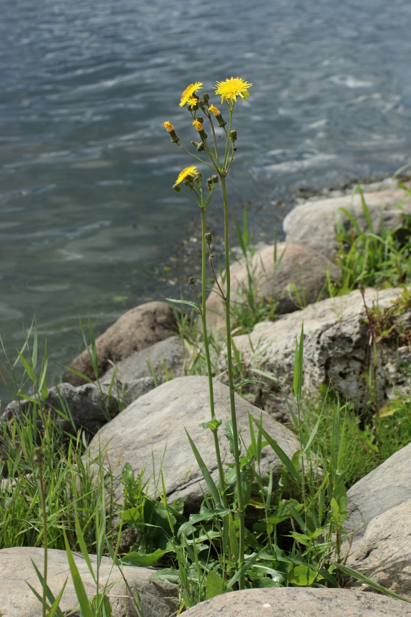 Image of Sonchus arvensis specimen.