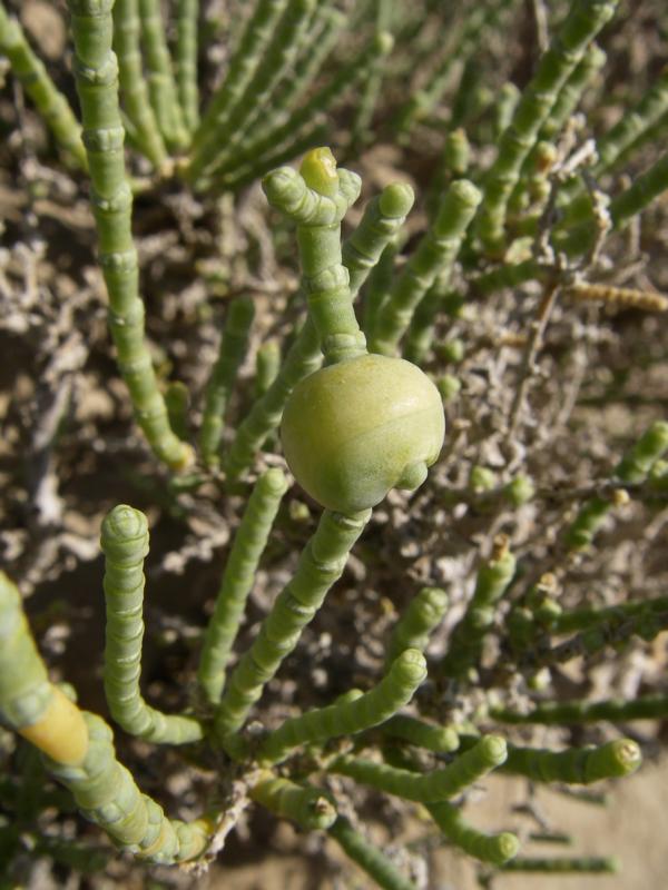 Image of Halocnemum strobilaceum specimen.