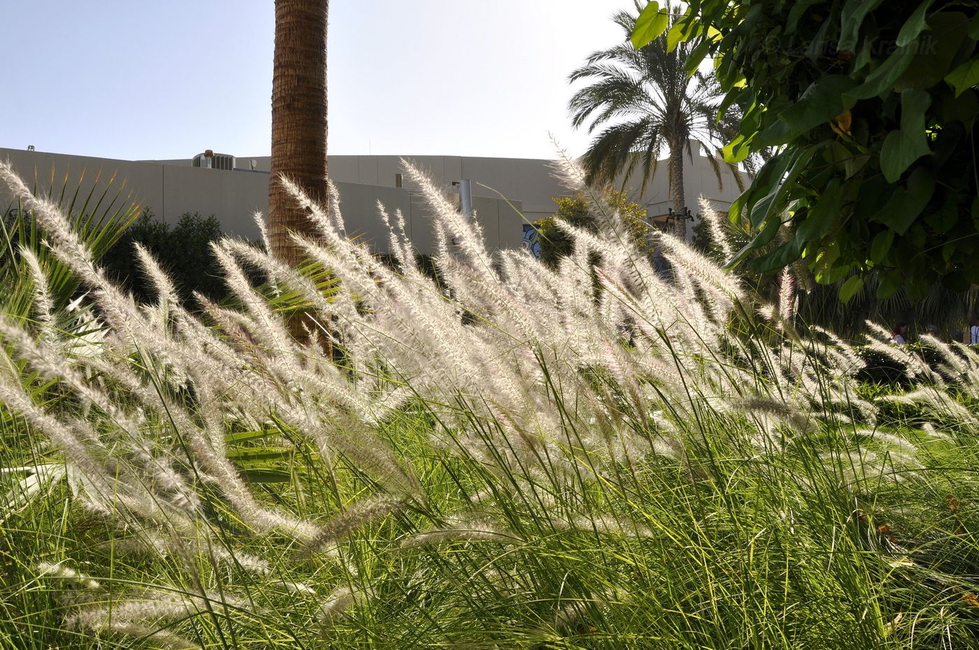 Image of genus Pennisetum specimen.