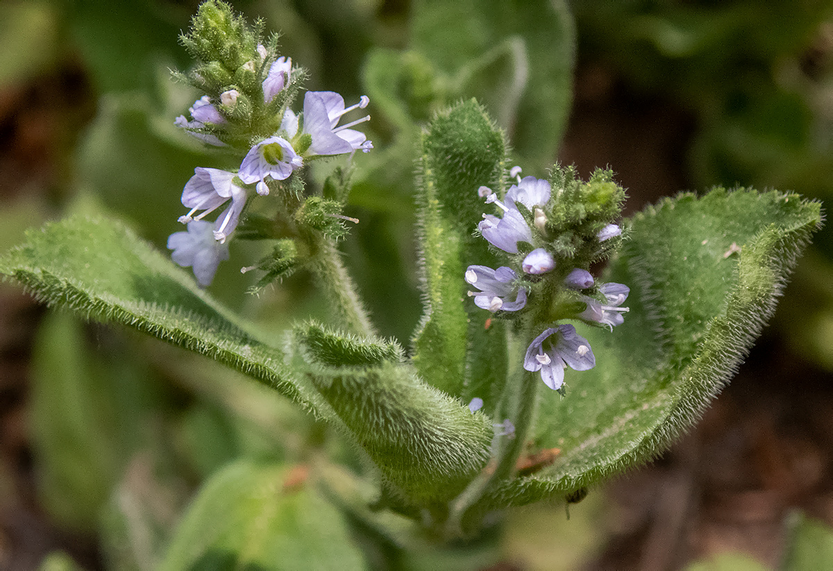 Изображение особи Veronica officinalis.