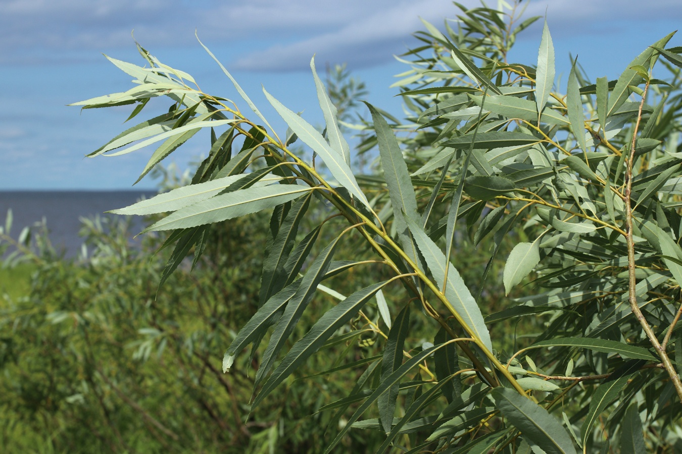 Image of Salix triandra specimen.