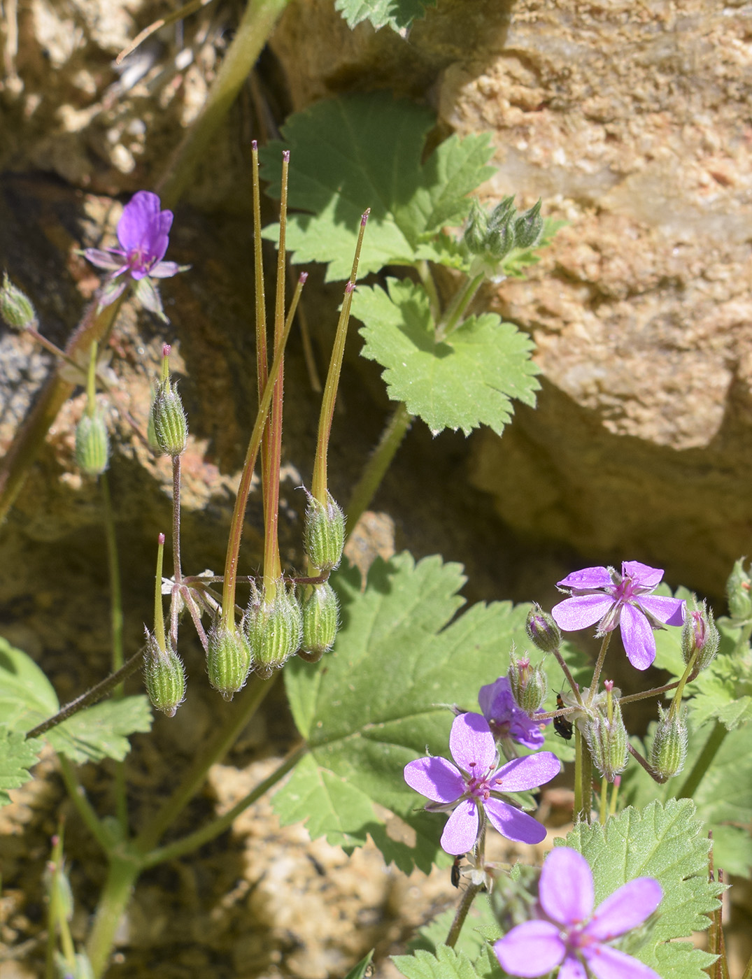 Image of genus Erodium specimen.