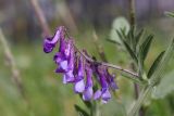 Vicia villosa. Соцветие. Крым, Севастополь, газон. 20.04.2024.