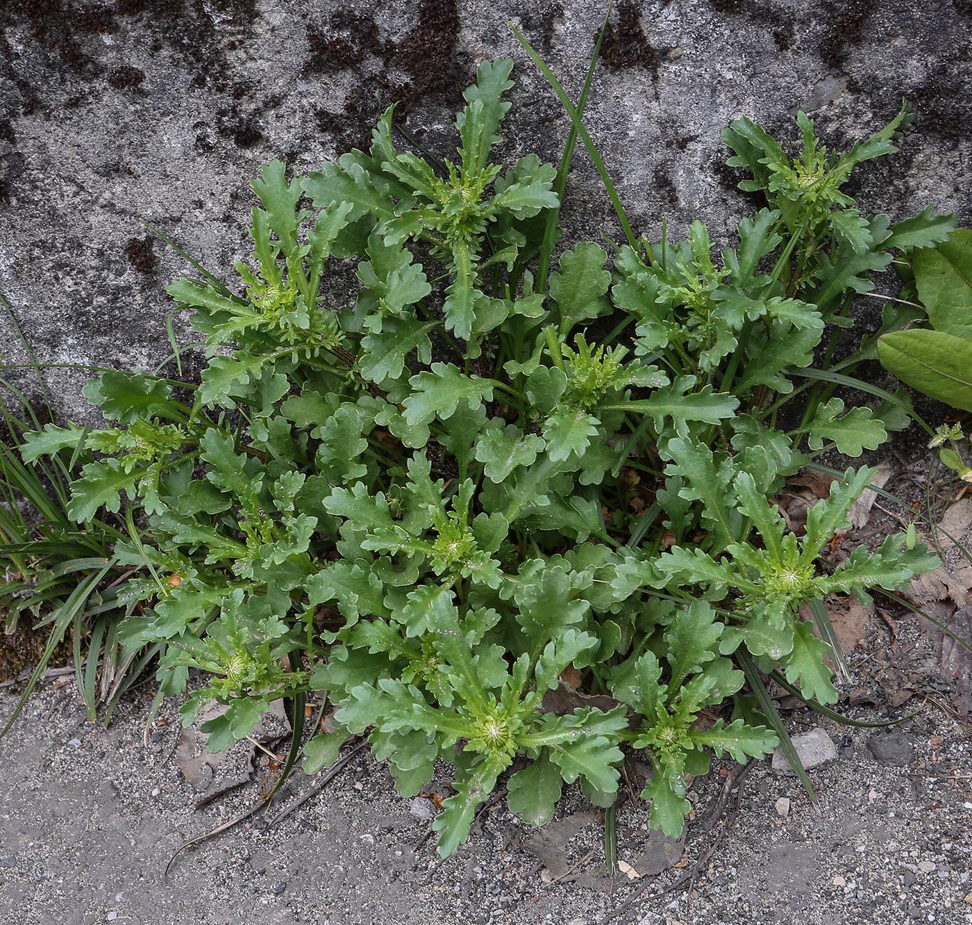 Image of genus Leucanthemum specimen.