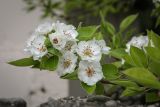 Смотреть изображение Pyrus communis