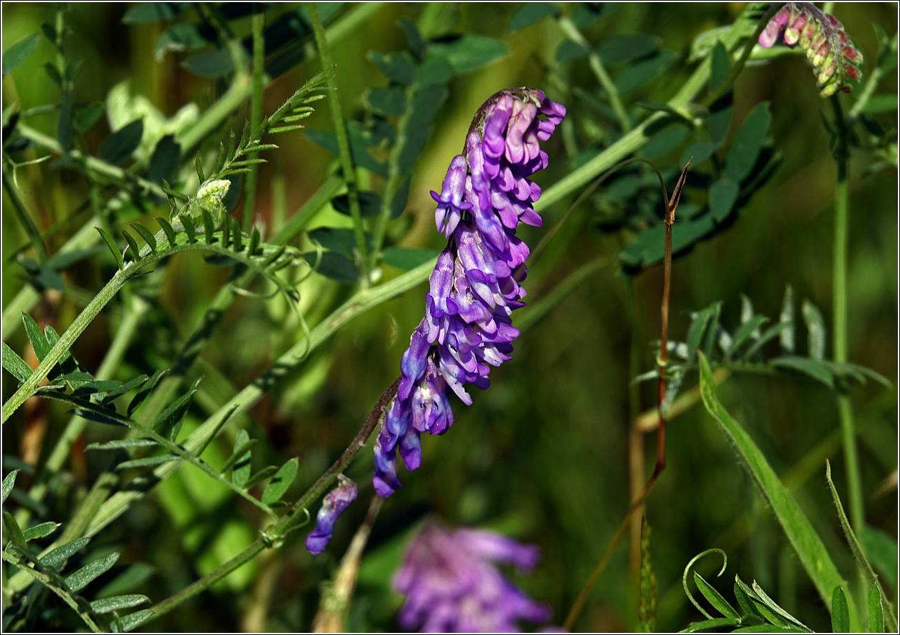 Image of Vicia cracca specimen.