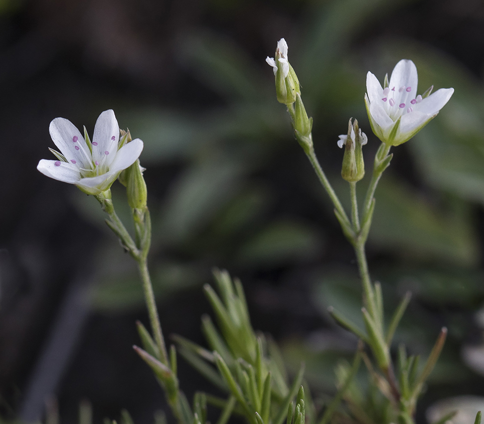 Image of Minuartia buschiana specimen.