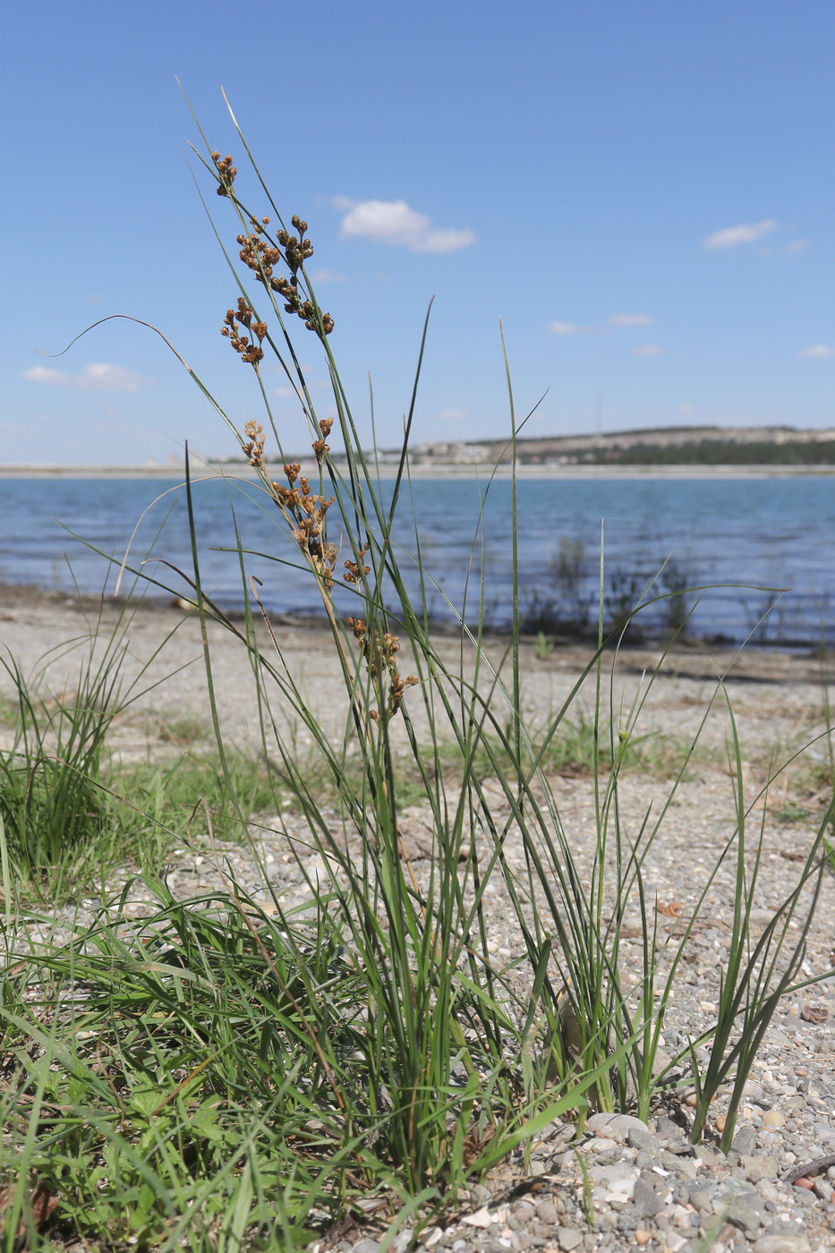 Image of Juncus gerardi specimen.