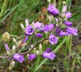 Campanula praealta. Верхушка соцветия с цветками и бутонами. Краснодарский край, м/о Анапа, окр. пос. Супсех, луговой участок вдоль тропы на склоне горы. 04.06.2021.