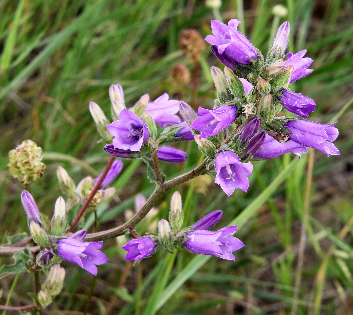 Image of Campanula praealta specimen.