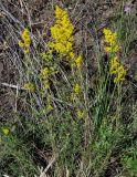 Galium verum. Цветущее растение. Оренбургская обл., Кувандыкский гор. округ, Карагай-Губерлинское ущелье, сухой участок лугового склона. 04.07.2023.