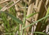 Digitaria sanguinalis