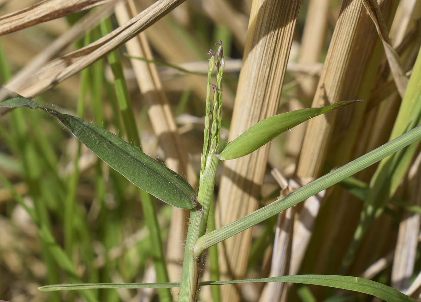 Изображение особи Digitaria sanguinalis.