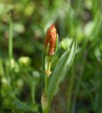 Bistorta carnea. Соплодие. Чечня, Шаройский р-н, окр. пер. Цумандинский, южный борт перевала, выс. ок. 2400 м н.у.м., луг. 24 июня 2024 г.