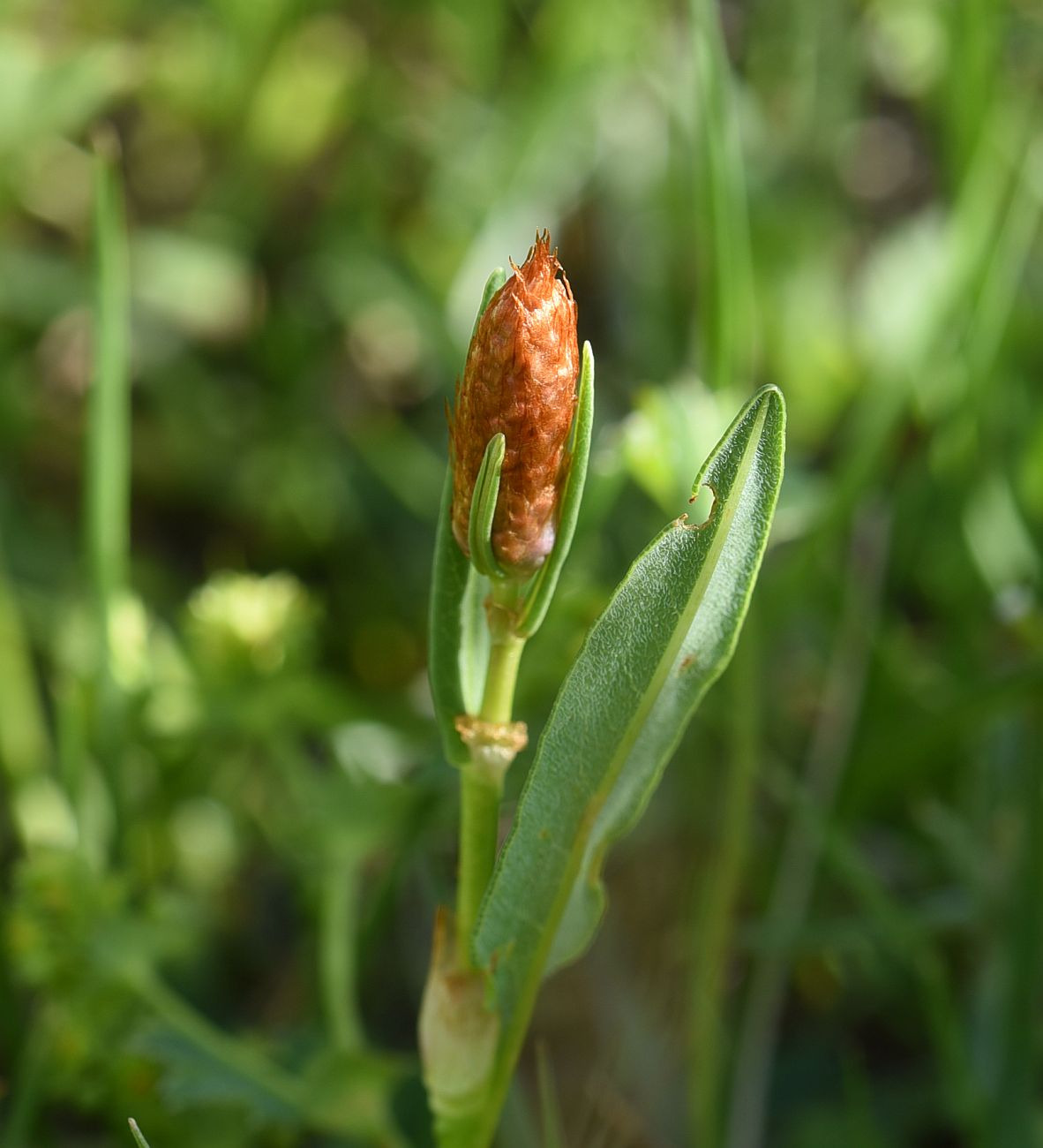 Изображение особи Bistorta carnea.