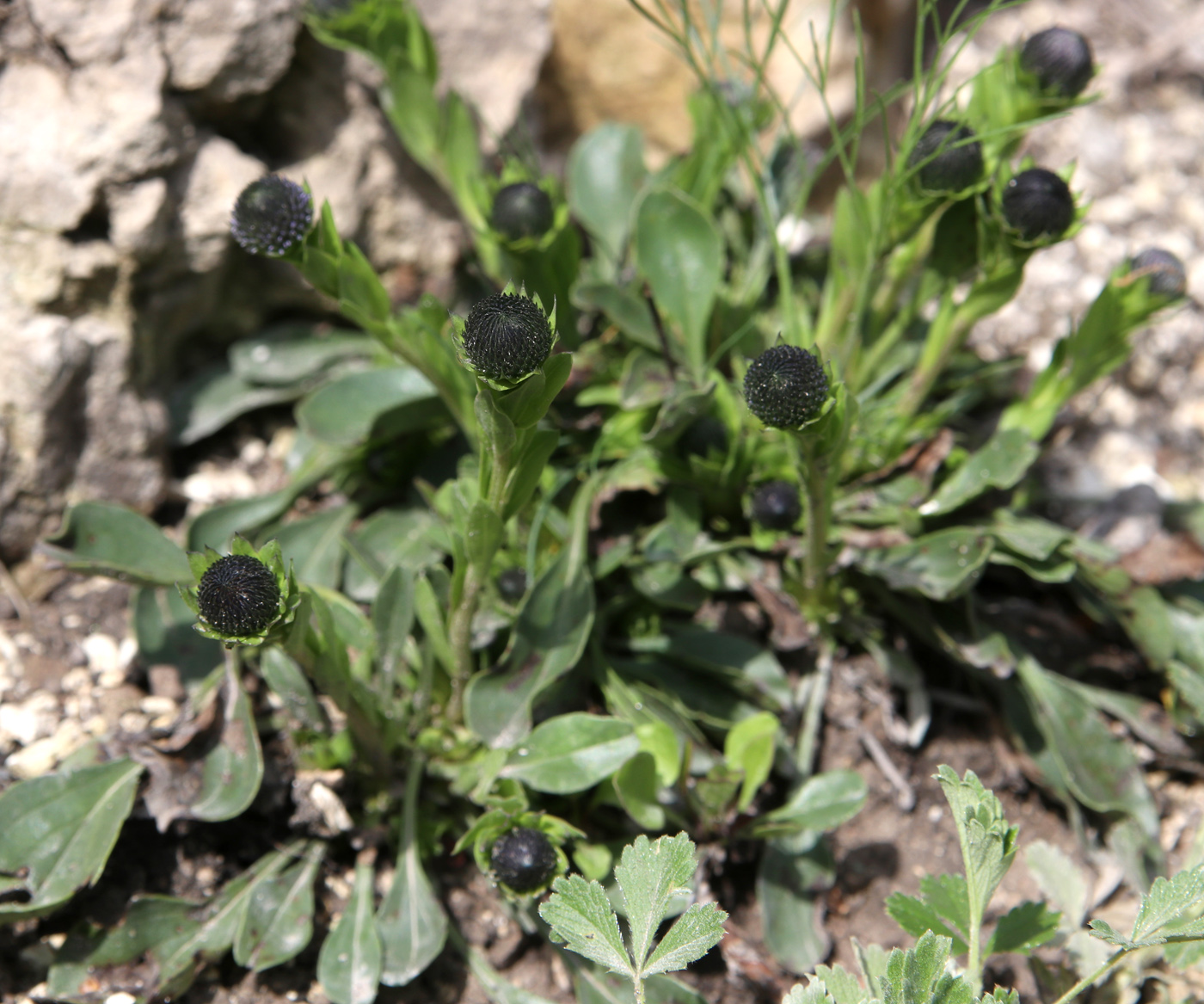 Image of Globularia bisnagarica specimen.