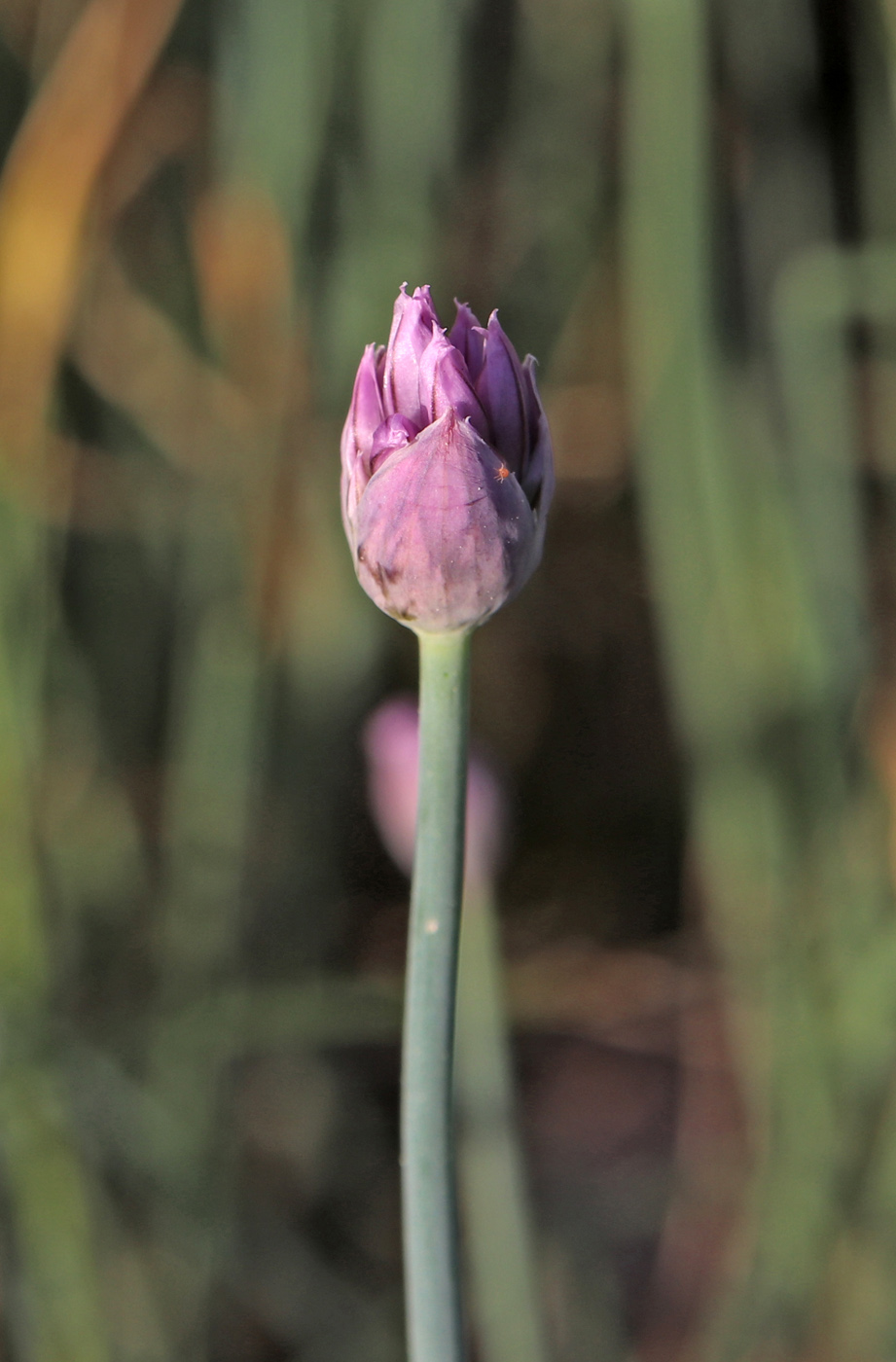 Image of Allium schoenoprasum specimen.