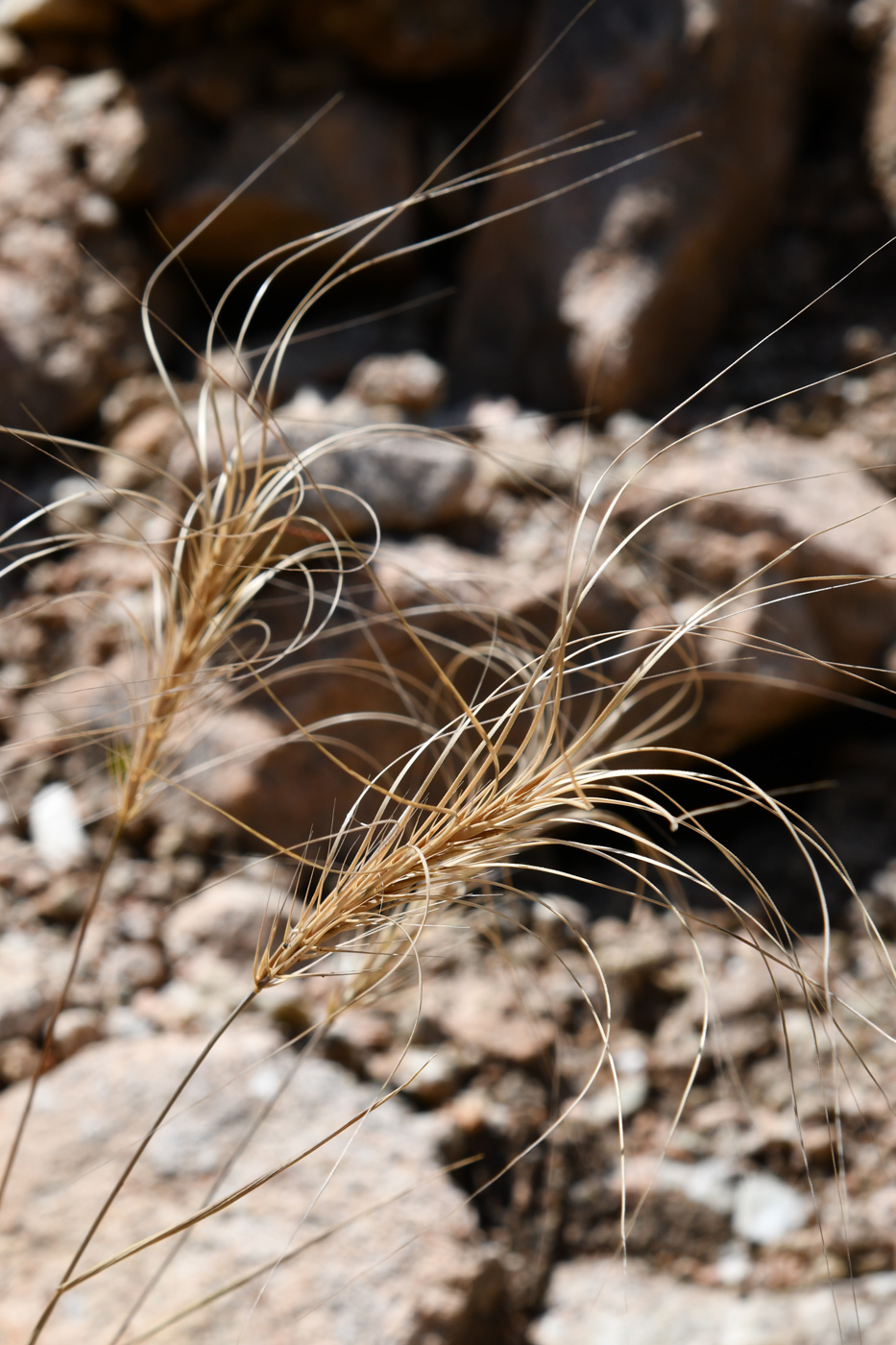 Image of Taeniatherum crinitum specimen.