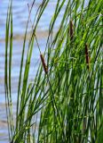 Typha angustifolia. Верхушки побегов с соцветиями и части листьев. Вологодская обл., Кирилловский р-н, г. Кириллов, оз. Сиверское, в воде у берега. 12.07.2024.