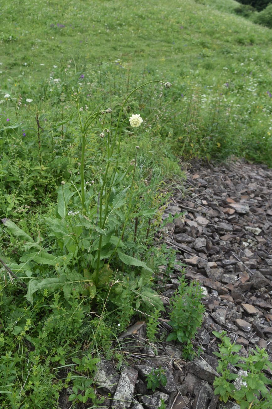 Изображение особи род Cephalaria.