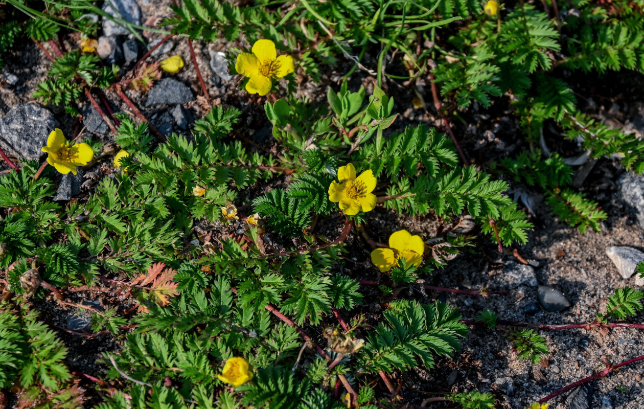 Image of Potentilla anserina specimen.