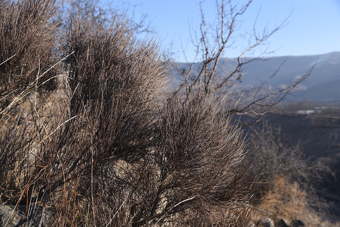 Изображение особи Ephedra procera.