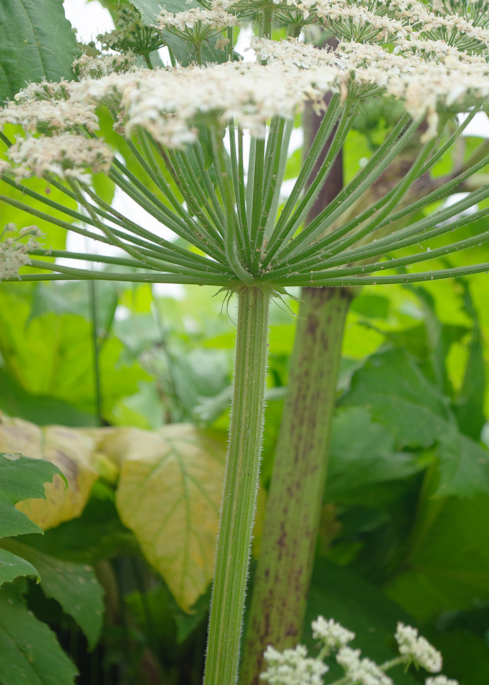 Image of Heracleum lanatum specimen.