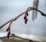 Alnus incana