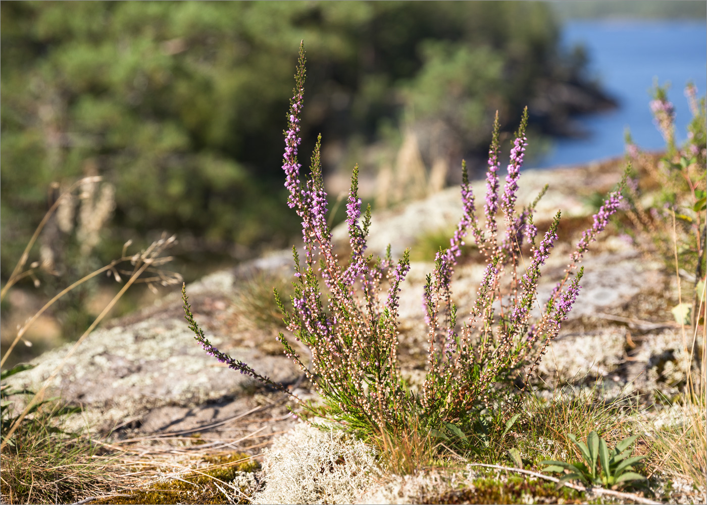 Image of Calluna vulgaris specimen.