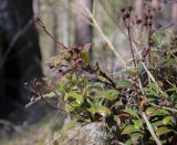 Смотреть изображение Chimaphila umbellata