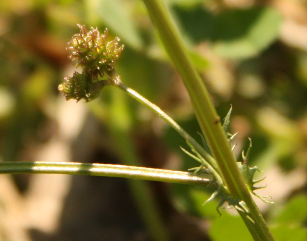 Image of Medicago polymorpha specimen.