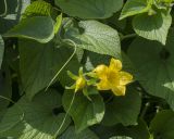 View full-size image Thladiantha dubia