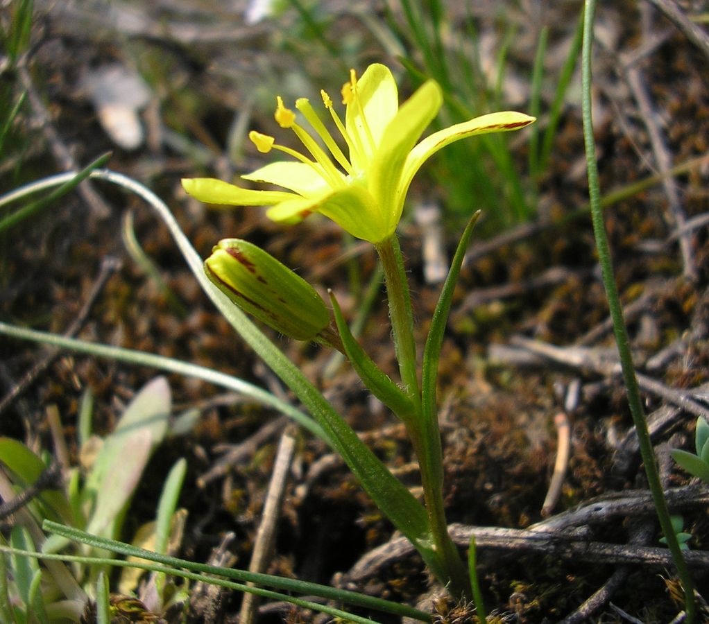 Image of genus Gagea specimen.