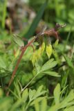 View full-size image Corydalis solida