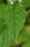 View full-size image Circaea × intermedia