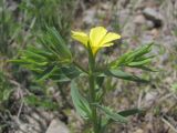 Linum nodiflorum