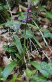 Orchis mascula. Цветущее растение. Крым, окр. водопада Джур-Джур. 03.05.2011.