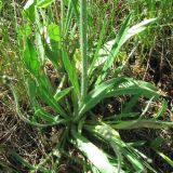 Pilosella cymosa. Прикорневая розетка. Окр. Смоленска, сухой луг. 04.06.2011.