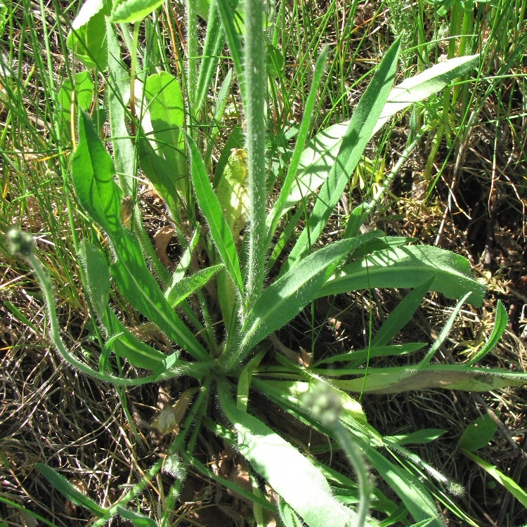 Image of Pilosella cymosa specimen.